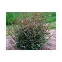 Salix purpurea 'Eugenii' - saule pourpre