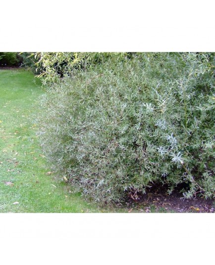 Salix purpurea 'Nana' - Saule poupre nain