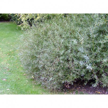 Salix purpurea 'Nana' - Saule poupre nain