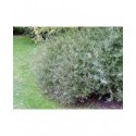 Salix purpurea 'Nana' - Saule poupre nain