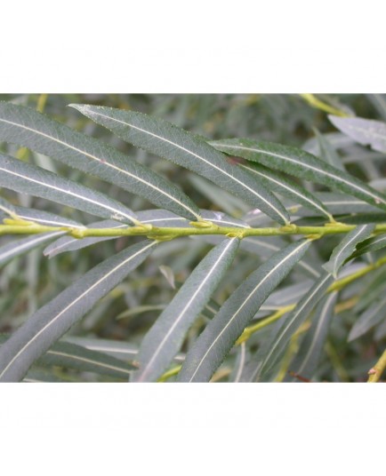 Salix purpurea lambertiana - Saule pourpre à grandes feuilles