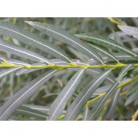 Salix purpurea lambertiana - Saule pourpre à grandes feuilles