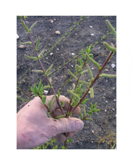 Salix purpurea x daphnoides