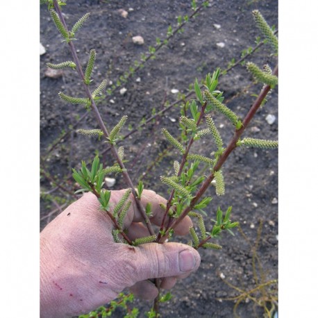 Salix purpurea x daphnoides