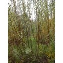 Salix purpurea x daphnoides