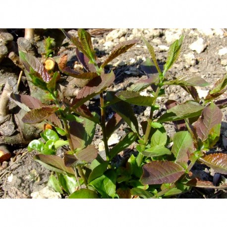 Salix reichardtii x - saule de Reichardt