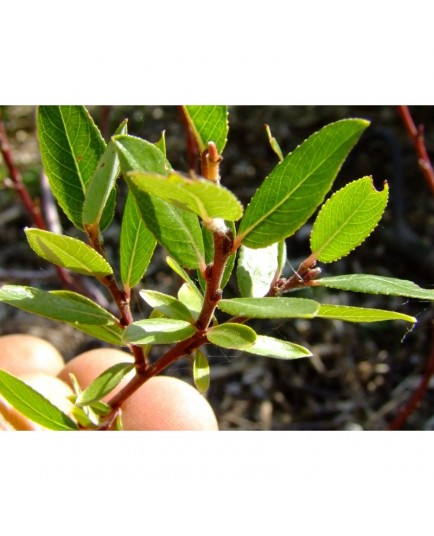 Salix retusa x helvetica - saules alpins