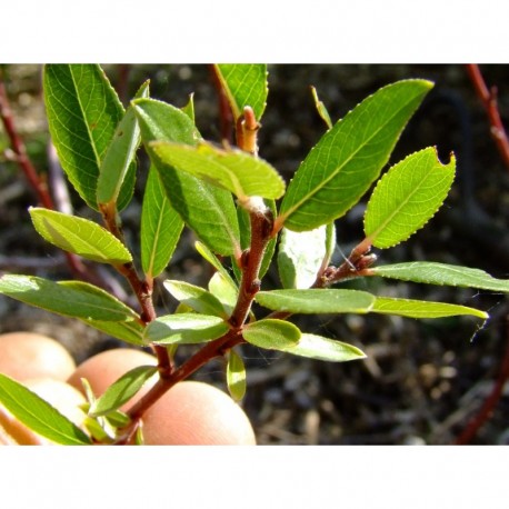 Salix retusa x helvetica - saules alpins