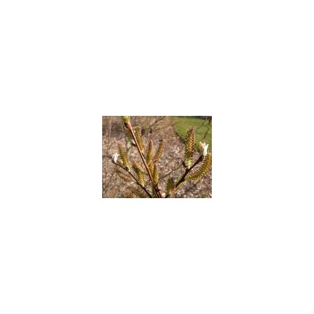 Salix silesiaca - saule de Silésie