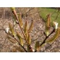 Salix silesiaca - saule de Silésie