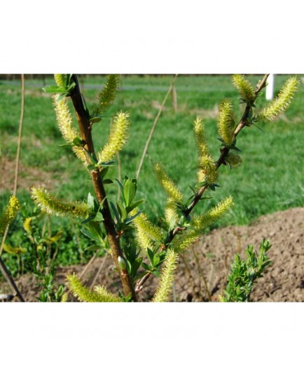 Salix triandra 'Noir de Villaines' - saule à trois étamines, saule amande