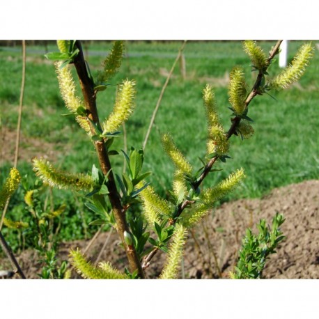 Salix triandra 'Noir de Villaines' - saule à trois étamines, saule amande