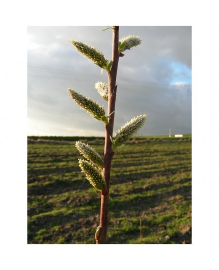 Salix viminalis 'Romarin' -saule des vanniers