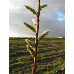 Salix viminalis 'Romarin' -saule des vanniers