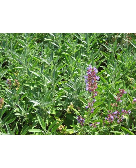 Salvia officinalis - Sauge Officinale