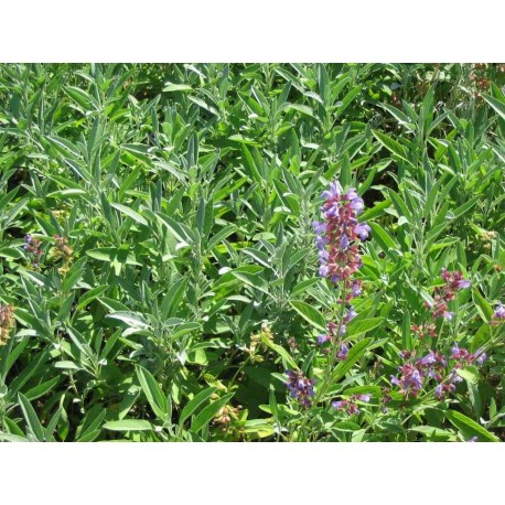 Salvia officinalis - Sauge Officinale