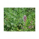Salvia officinalis - Sauge Officinale
