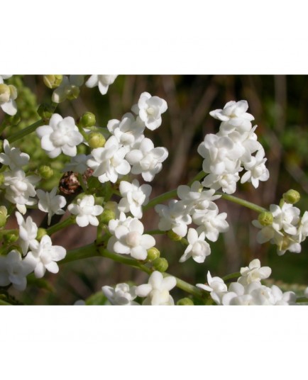 Sambucus nigra 'Plena' - sureau à fleurs doubles