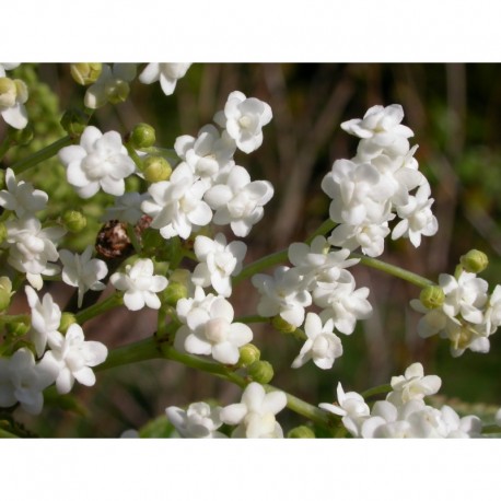 Sambucus nigra 'Plena' - sureau à fleurs doubles