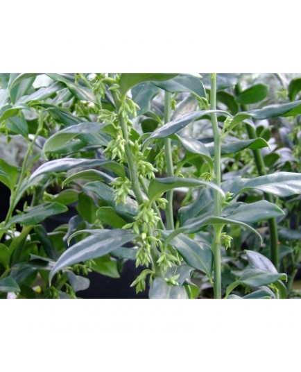 Sarcococca confusa