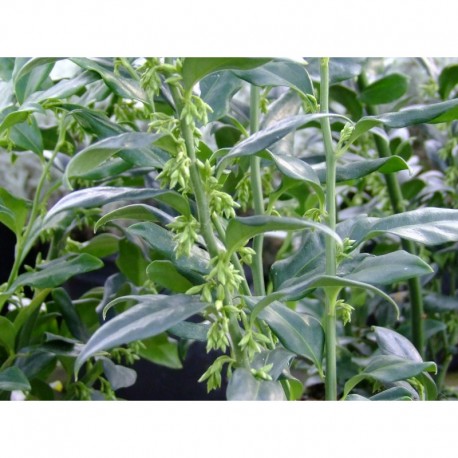 Sarcococca confusa