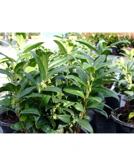 Sarcococca hookeriana var.humilis