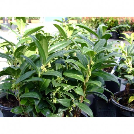 Sarcococca hookeriana var.humilis