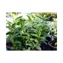 Sarcococca hookeriana var.humilis