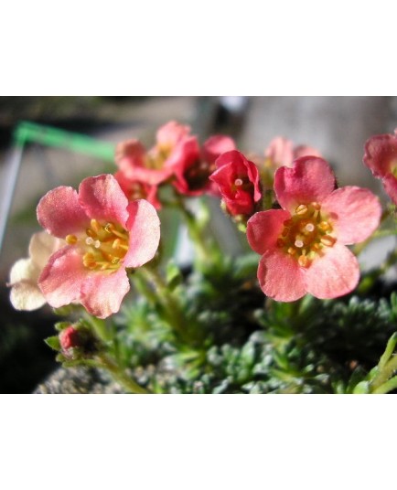 Saxifraga 'Bohemia' - Saxifrage