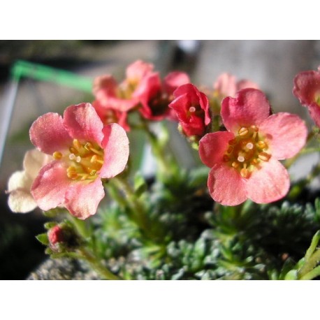 Saxifraga 'Bohemia' - Saxifrage