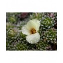 Saxifraga 'Camyra' - Saxifrage