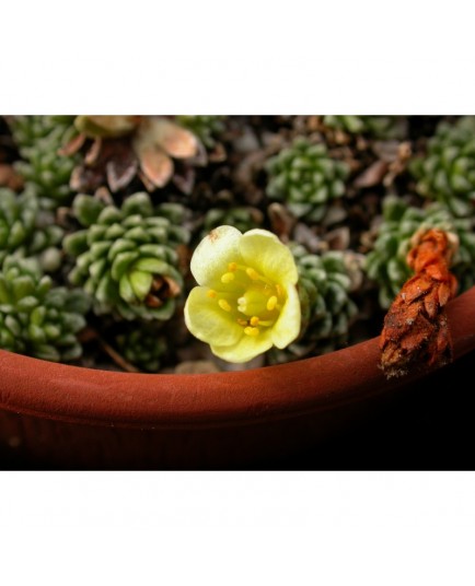 Saxifraga 'Gelber Findling' - Saxifrages