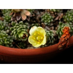 Saxifraga 'Gelber Findling' - Saxifrages