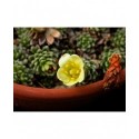 Saxifraga 'Gelber Findling' - Saxifrages