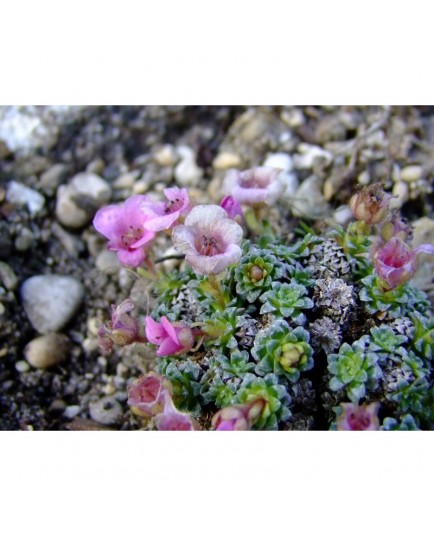 Saxifraga anglica x 'Cranbourne' - saxifrages