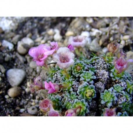 Saxifraga anglica x 'Cranbourne' - saxifrages