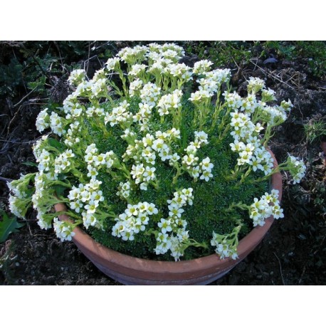 Saxifraga apiculata x 'Alba' - Saxifrage