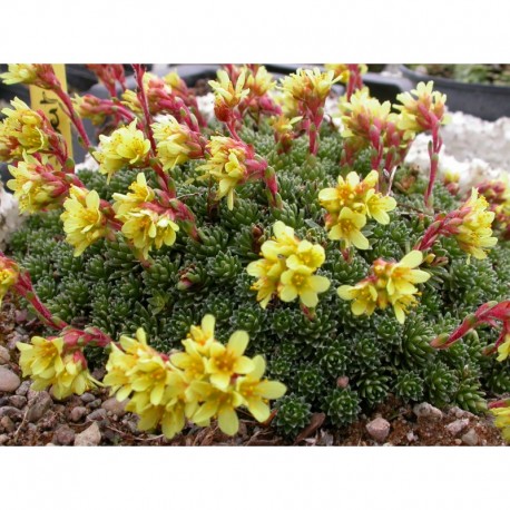 Saxifraga apiculata x 'Albert Einstein' - Saxifrage