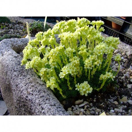 Saxifraga apiculata x 'Gregor Mendel' - Saxifrage