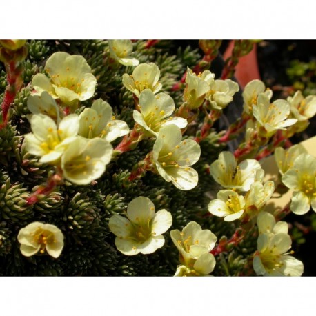 Saxifraga apiculata x 'Pungens' - saxifrages