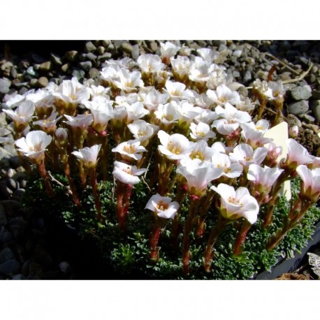 Saxifraga arcovalleyi x - Saxifrage