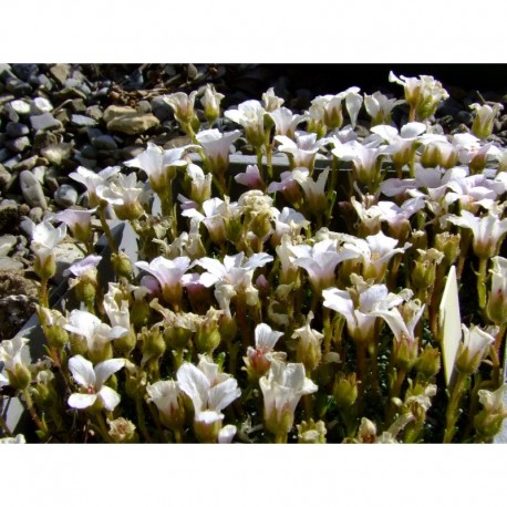 Saxifraga arcovalleyi x 'Labe' - saxifrage