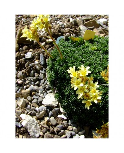 Saxifraga borisii x 'Rusalka' - Saxifrage