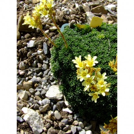 Saxifraga borisii x 'Rusalka' - Saxifrage