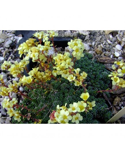 Saxifraga borisii x 'Vesna' - saxifrage