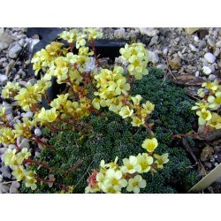 Saxifraga borisii x 'Vesna' - saxifrage