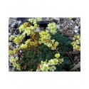 Saxifraga borisii x 'Vesna' - saxifrage