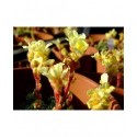 Saxifraga borisii x 'Vincent van Gogh' - Saxifrage