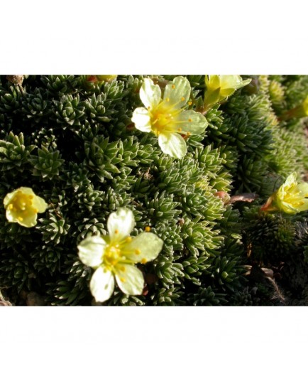 Saxifraga boydii x 'Cherry Trees' - Saxifrage