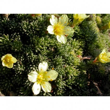 Saxifraga boydii x 'Cherry Trees' - Saxifrage